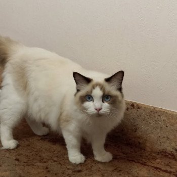 Chaton Ragdoll seal point mitted