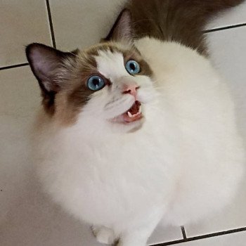 Chaton Ragdoll seal point mitted