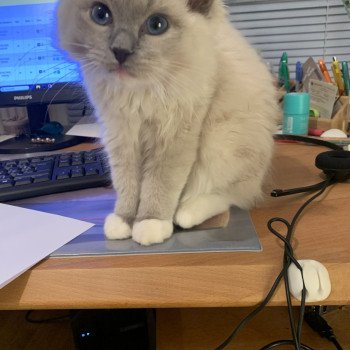 Chaton Ragdoll chocolate point bicolor