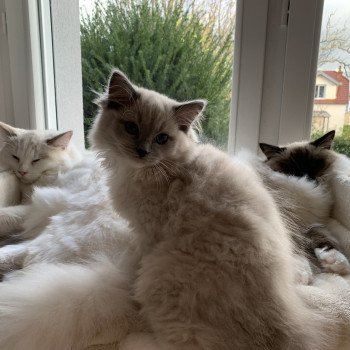 Chaton Ragdoll seal point mitted