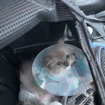 Chaton Ragdoll seal point mitted