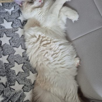 Chaton Ragdoll seal point mitted