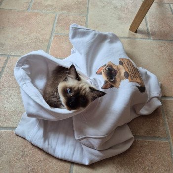 Chaton Ragdoll seal point mitted