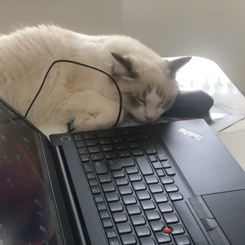 Chaton Ragdoll blue point mitted
