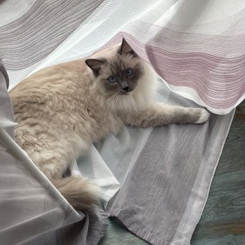 Chaton Ragdoll seal point mitted