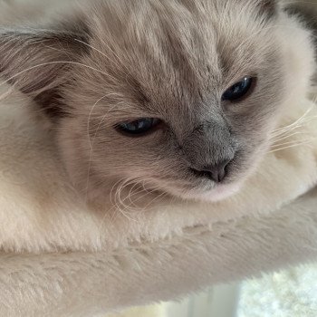 Chaton Ragdoll seal point mitted