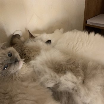 Chaton Ragdoll blue point