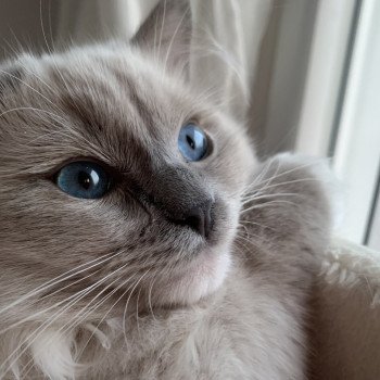 Chaton Ragdoll chocolate tabby point bicolor