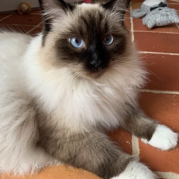 Chat Ragdoll lilac point mitted