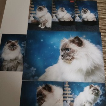 Chaton Ragdoll blue point mitted