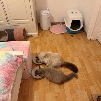 Chat Ragdoll lilac point mitted