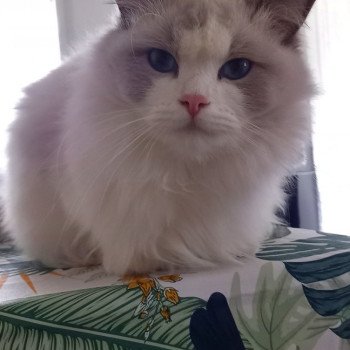 Chaton Ragdoll blue point