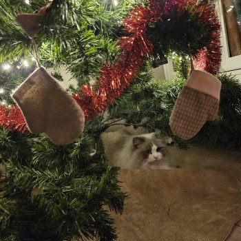 Chat Ragdoll lilac point mitted