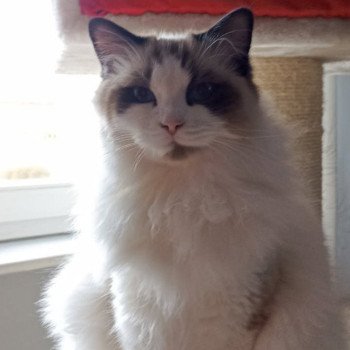 Chaton Ragdoll seal point mitted