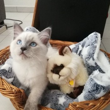 Chaton Ragdoll blue point