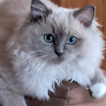Chaton Ragdoll seal point mitted