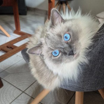 Chaton Ragdoll blue point bicolor