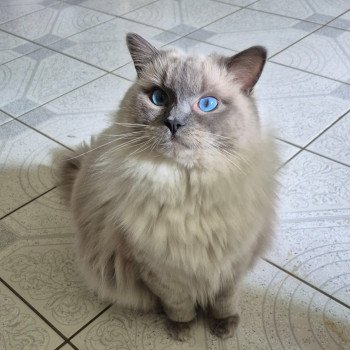 Chaton Ragdoll blue point mitted