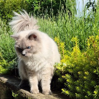 Chaton Ragdoll seal point & blanc