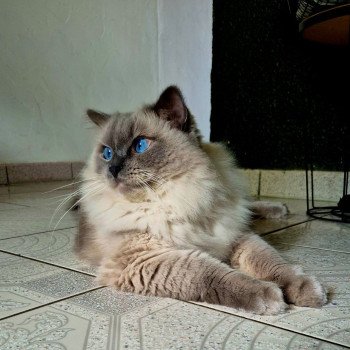 Chaton Ragdoll chocolate tabby point bicolor