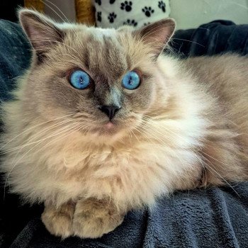 Chaton Ragdoll seal point