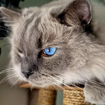 Chaton Ragdoll blue point