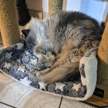 Chaton Ragdoll seal point & blanc