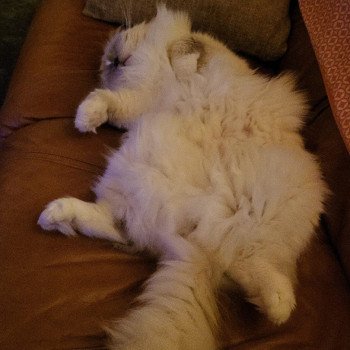 Chaton Ragdoll blue mink mitted