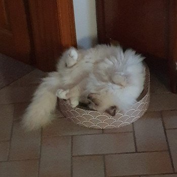 Chaton Ragdoll blue point bicolor