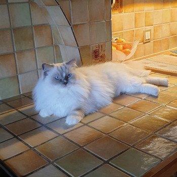 Chaton Ragdoll seal point & blanc