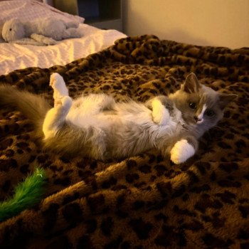 Chaton Ragdoll point mitted