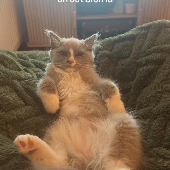 Chaton Ragdoll blue point bicolor