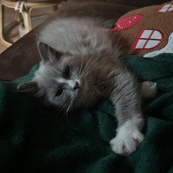 Chaton Ragdoll blue point