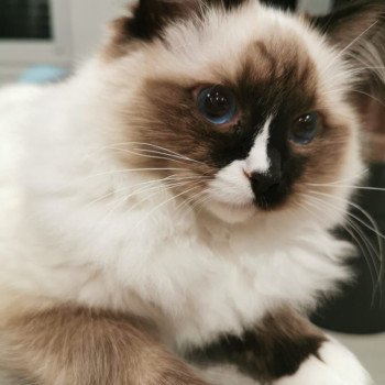 Chaton Ragdoll blue mink mitted