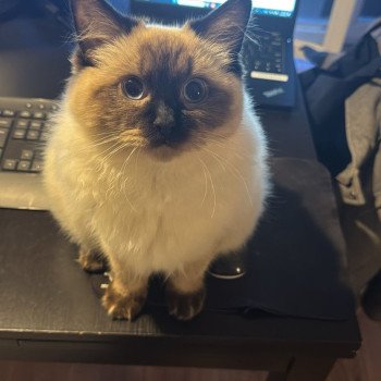 Chat Ragdoll lilac point mitted