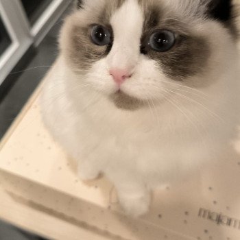 Chaton Ragdoll seal point