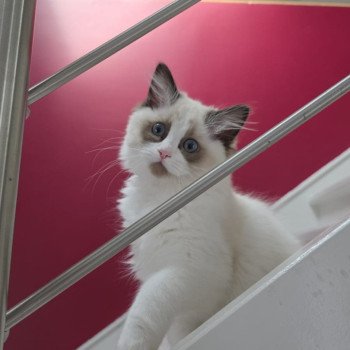 Chaton Ragdoll seal point