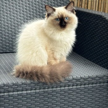 Chaton Ragdoll seal point bicolor