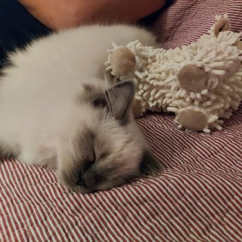 Chaton Ragdoll seal point mitted