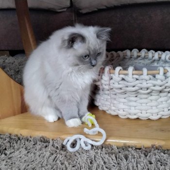 Chaton Ragdoll blue point