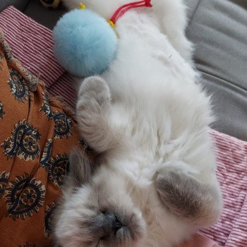 Chaton Ragdoll seal point & blanc