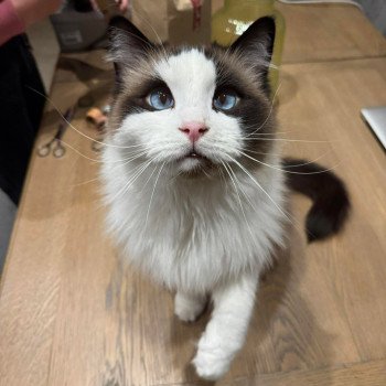 Chaton Ragdoll seal tabby point & blanc