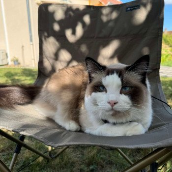 Chaton Ragdoll seal point & blanc