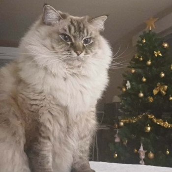 Chaton Ragdoll seal point bicolor