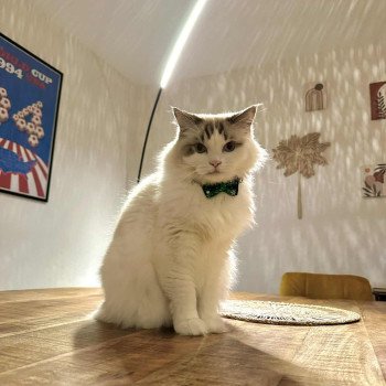 Chaton Ragdoll blue mink mitted