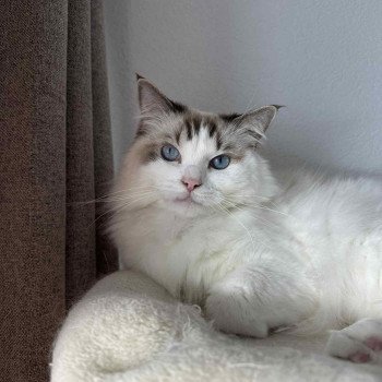 Chaton Ragdoll blue point mitted
