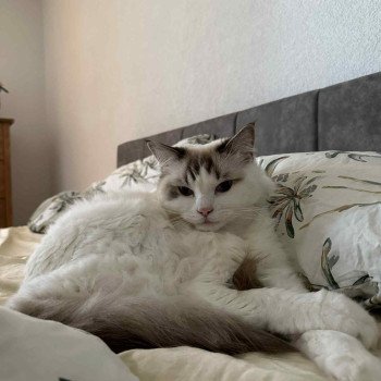 Chaton Ragdoll seal point mitted