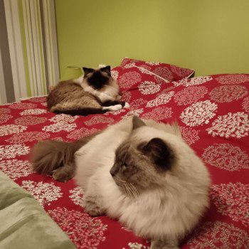 Chaton Ragdoll blue point