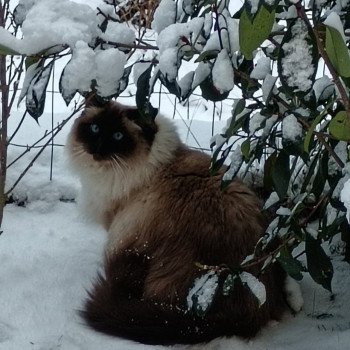 Chaton Ragdoll seal tabby point