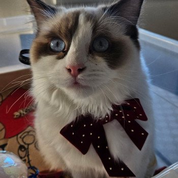 Chaton Ragdoll blue point